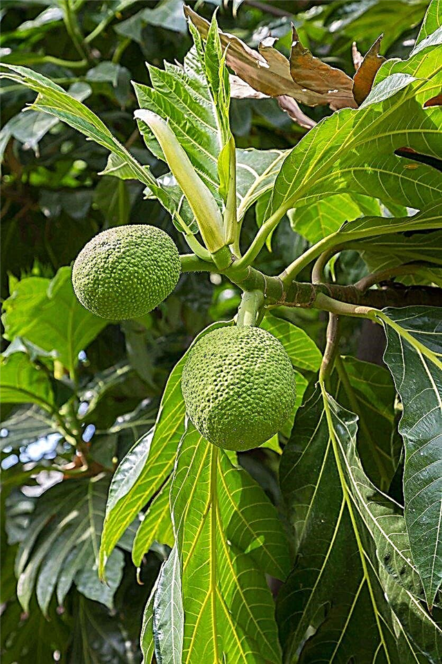 Hướng dẫn cắt tỉa Breadfruit: Tìm hiểu về Cắt tỉa Cây Breadfruit