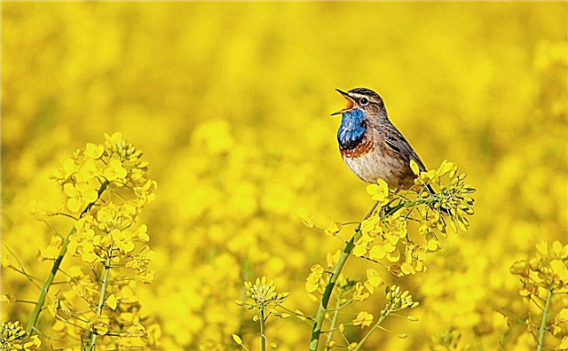 Planter un jardin pour les oiseaux chanteurs - Les meilleures plantes qui attirent les oiseaux chanteurs