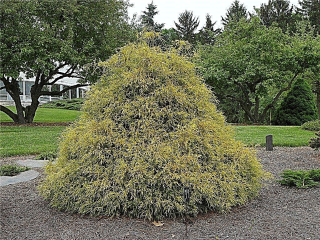 Golden Mop False Cypress: Информация за Golden Mop храсти