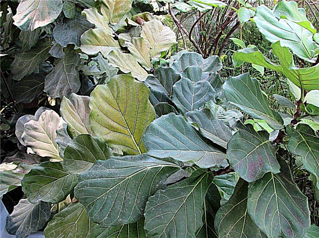 Fiddle-Leaf Fig Péče - Jak pěstovat Fiddle-Leaf fíkovník