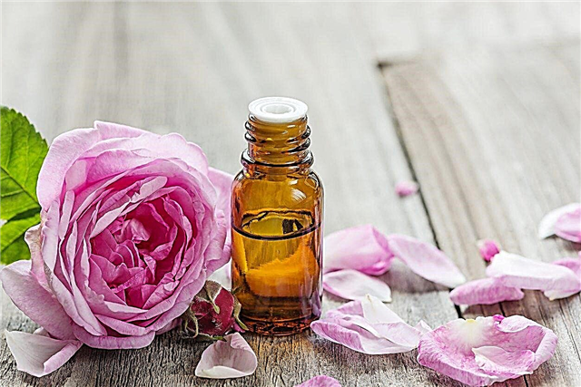 Използва розово масло: Научете как да си направите розово масло у дома