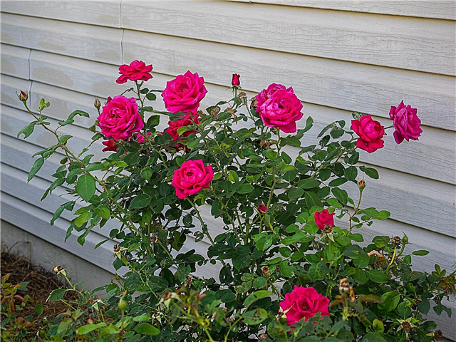Chăm sóc hoa hồng dễ dàng thanh lịch: Hoa hồng dễ dàng thanh lịch là gì
