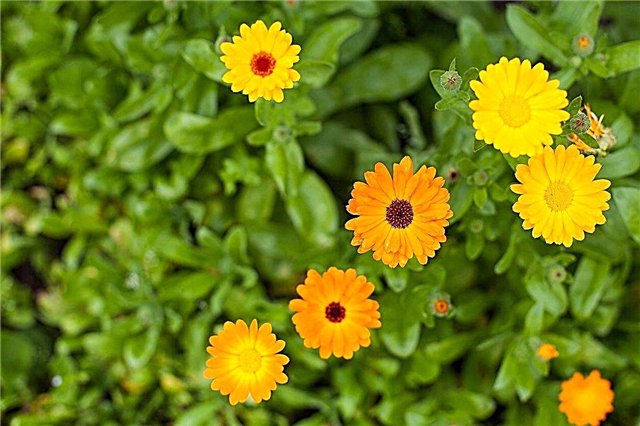 Tipos de flores de caléndula - Aprenda sobre cultivares y especies populares de caléndula