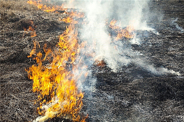 Enlèvement de chaume avec le feu: la combustion de l'herbe est-elle sans danger