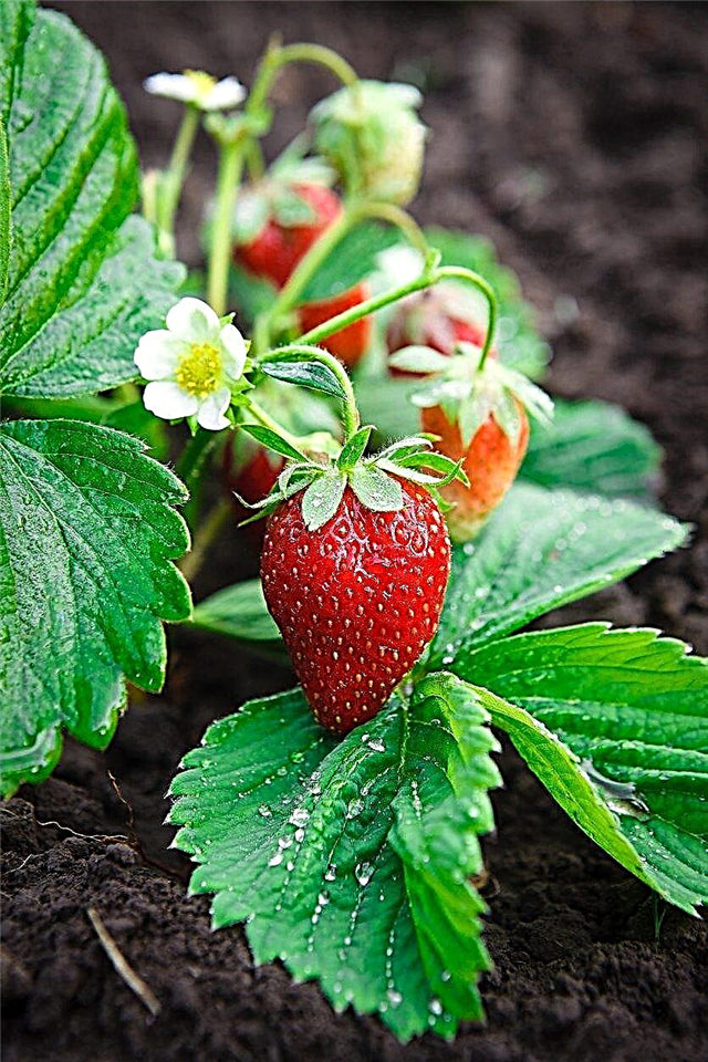 Guía de renovación de fresas: aprenda a renovar plantas de fresas