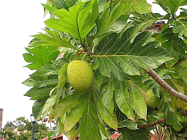 Breadfruit-træformering - Sådan forplantes Breadfruit-træer fra stiklinger