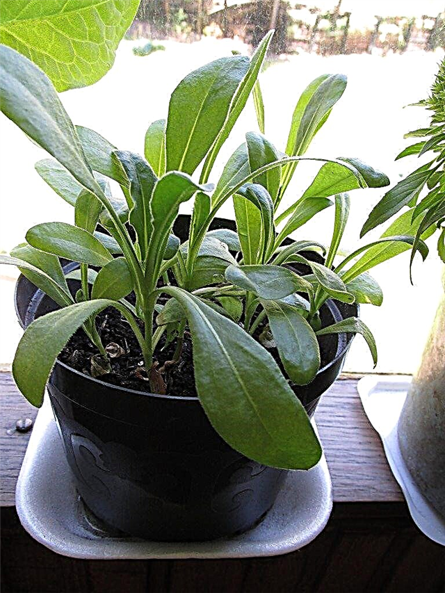 Bir Kapta Büyüyen Calendula: Saksı Calendula Bitki Nasıl Tutulur