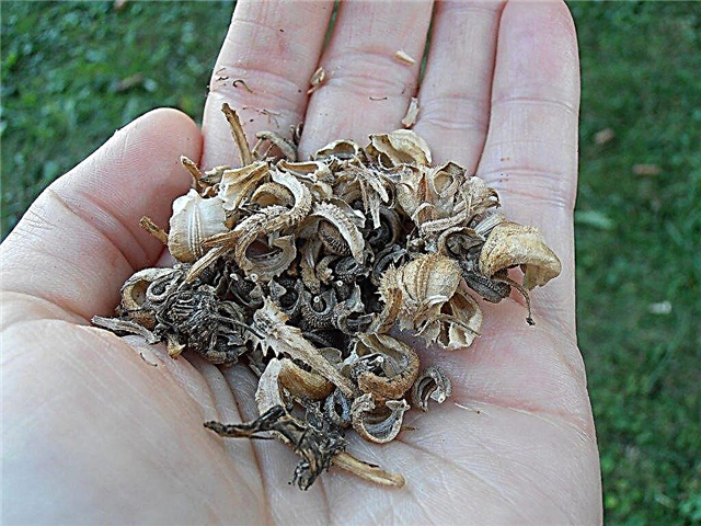 Calendula Seed Propagation - Tips voor het kweken van Calendula uit zaad