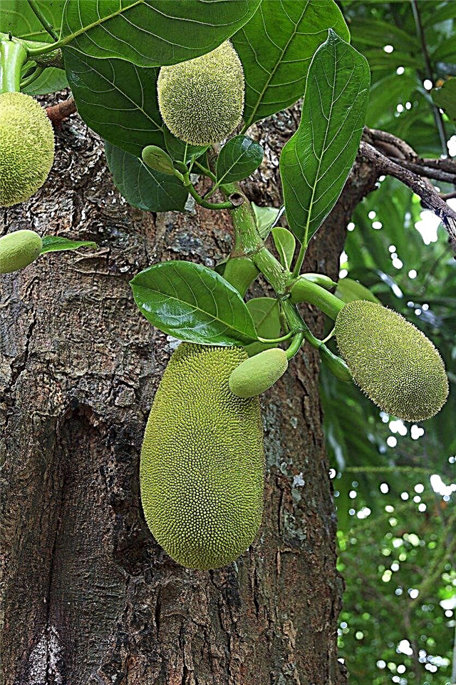 Breadfruits السقوط من الشجرة - لماذا تفقد شجرة الخبز بلدي الفاكهة