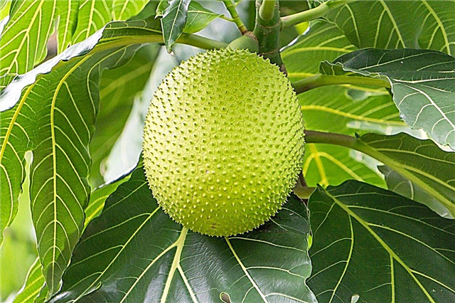Sorter af Breadfruit - Er der forskellige Breadfruit træer?
