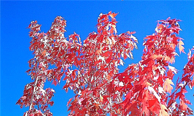 Informācija par rudens Blaze Tree - uzziniet, kā audzēt rudens Blaze Tree kļavu kokus