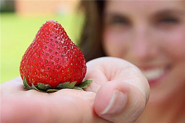 Earliglow Strawberry Facts - Tipy pro pěstování bobule Earlllow