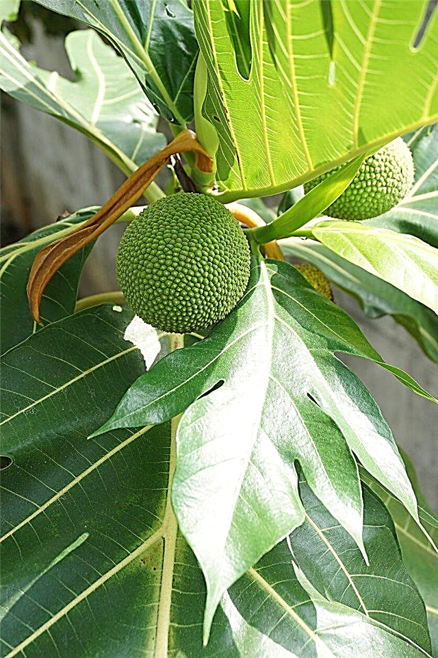 屋内ブレッドフルーツの木：観葉植物としてブレッドフルーツを保つことができます
