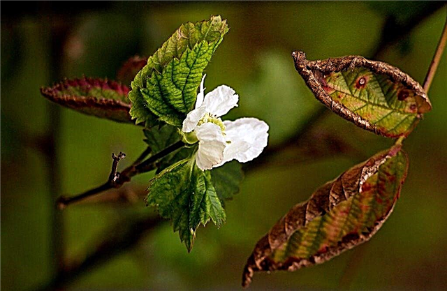 Informations sur la maladie de Boysenberry: Apprenez à traiter une plante malade de Boysenberry