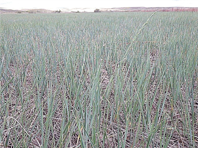 Qu'est-ce que l'herbe de blé de l'Ouest - Comment faire pousser de l'herbe de blé de l'Ouest