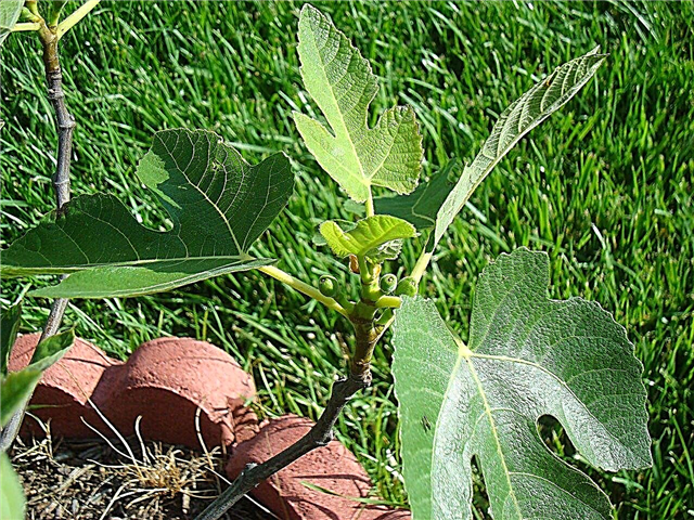 O que é um Celeste Fig: Aprenda mais sobre o Celeste Fig Tree Care