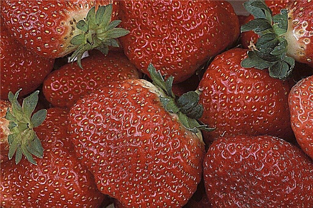 ข้อเท็จจริง Elsanta Strawberry: เคล็ดลับสำหรับการดูแล Elsanta Berry ในสวน