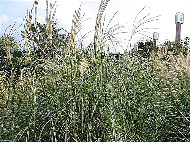ما هو Adagio Grass: نصائح لزراعة Adagio Maiden Grass