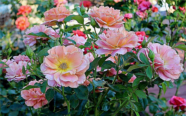 Rosas infalibles: ¿cuáles son las rosas más fáciles de cultivar?
