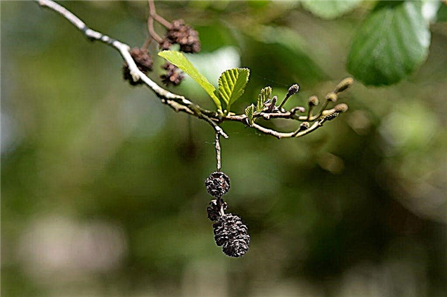 טיפול בעצי אלדר מנומרים: למד כיצד לגדל עץ אלדר מנומר