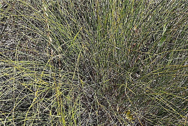 Različne vrste iglaste trave: Nasveti za gojenje rastlin iglaste trave