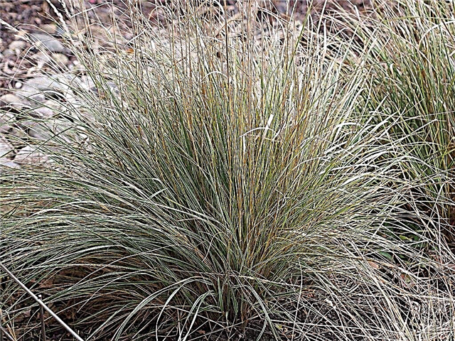 Overdam Feather Reed Grass Info: Sådan dyrkes Overdam Grass i landskabet