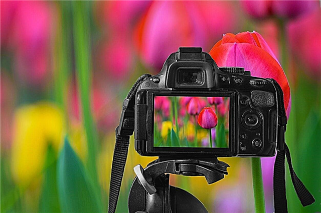 Çiçek Fotoğraf İpuçları: Bahçenizden Çiçek Fotoğraf Çekmeyi öğrenin