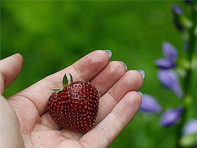 Αυξανόμενες ομορφιές Ozark - Τι είναι οι φράουλες ομορφιάς Ozark
