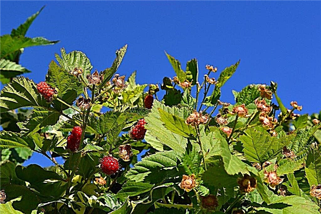 Réduire les Boysenberries: Conseils pour une taille efficace Boysenberry