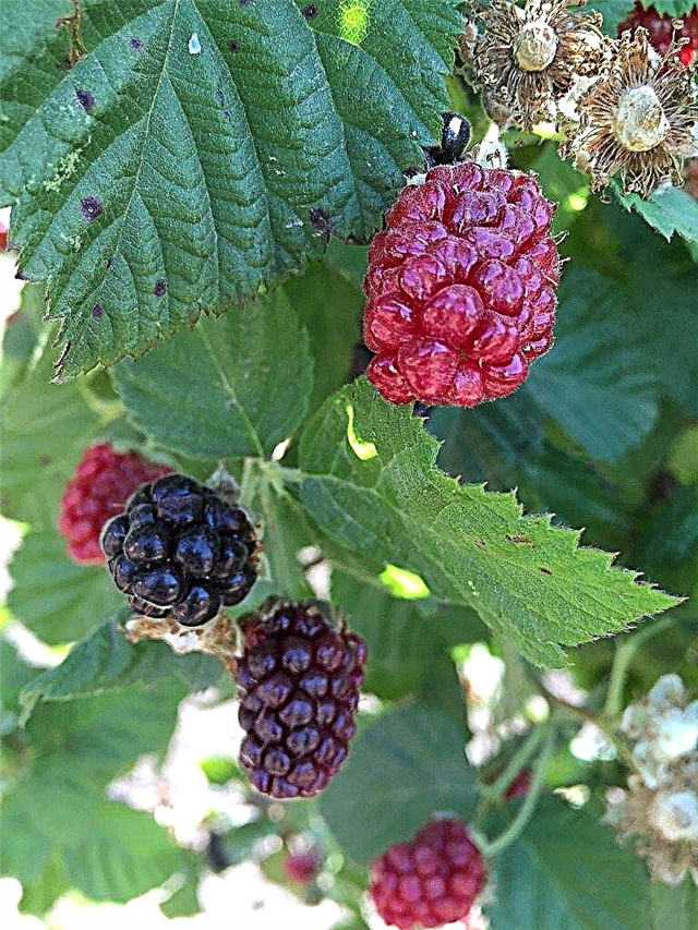 Plantas de Boysenberry en maceta - Cultivo de Boysenberries en un contenedor