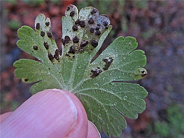 Čo je Geranium Rust - Ďalšie informácie o liečbe Geranium Leaf Rust