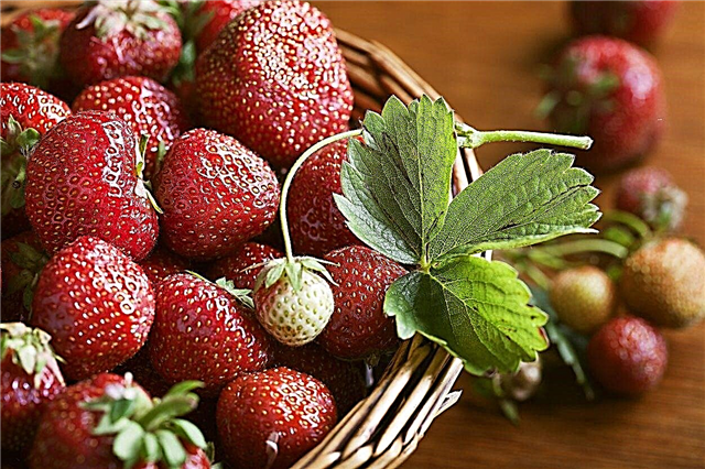 Informations sur les fraises Day-Neutral: Quand poussent les fraises Day-Neutral