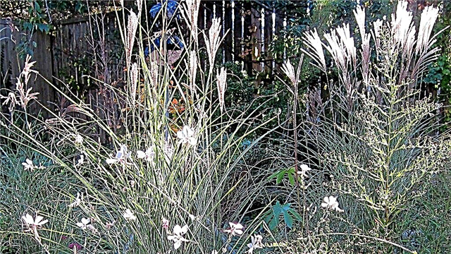 Morning Light Maiden Grass Care: Cultivo de hierba virgen 