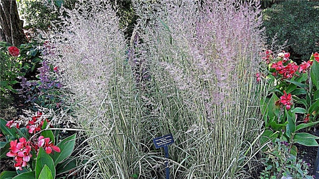 Co je Eldorado Grass: Další informace o pěstování Eldorado Feather Reed Grass