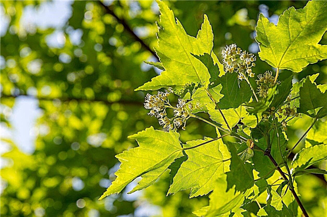 Tatarian Maple Care - Erfahren Sie, wie Sie Tatarian Maple Trees züchten