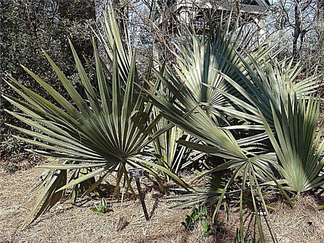 Dwarf Palm Thông tin - Cách trồng cây lùn Palmetto