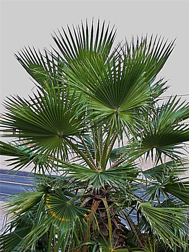 Informācija par meksikāņu fanu plaukstu Palm - uzziniet par meksikāņu fanu palmu audzēšanu