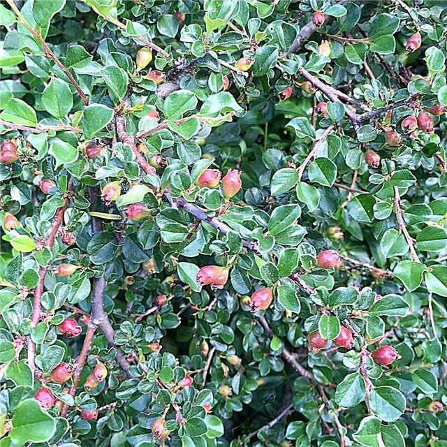 Cranberry Cotoneaster Feiten: leer hoe u een Cranberry Cotoneaster kunt laten groeien