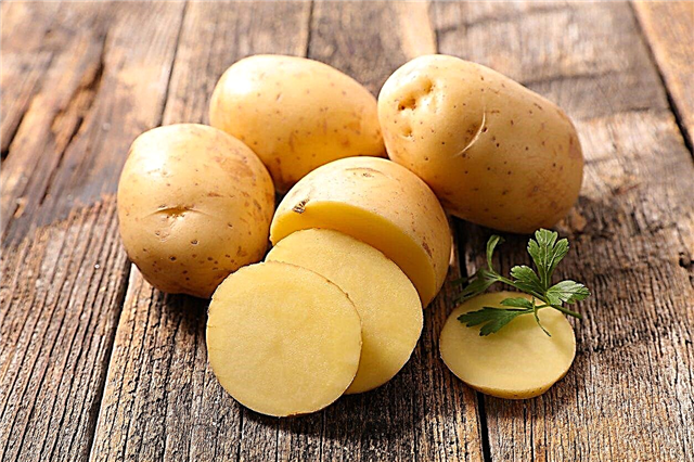 Mis on külm magustamine - kuidas vältida kartuli külma magustamist