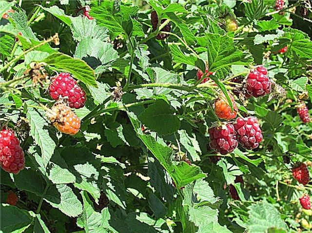Boysenberry problémák: Tudjon meg többet a Boyenberry károsítóiról és betegségeiről