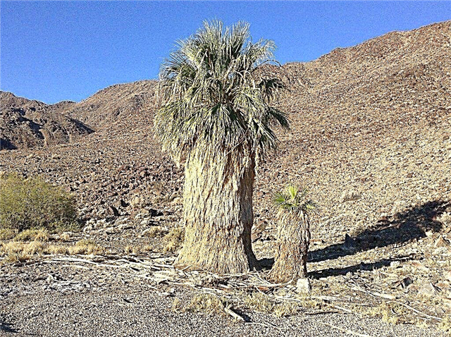 Информация о Palm Palm - Советы по уходу за калифорнийскими фанатскими пальмами