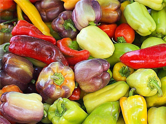 Πιπεριές που δεν είναι καυτές: Καλλιέργεια διαφορετικών τύπων γλυκών πιπεριών