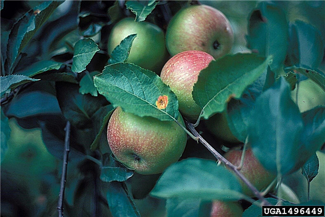 Mere cu rugină de cedru: Cum afectează rugina de cedru merele
