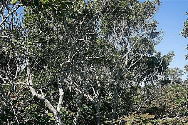 Φροντίδα του Northern Bayberry: Συμβουλές για την καλλιέργεια των δέντρων του Northern Bayberry