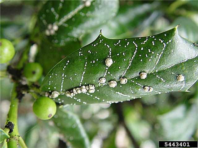 Mikä aiheuttaa valkoisia holly-pisteitä: Holly-kasvien valkoisten pisteiden käsittely