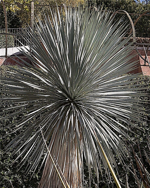 Big Bend Yucca Care - Wie man Big Bend Yucca Pflanzen züchtet