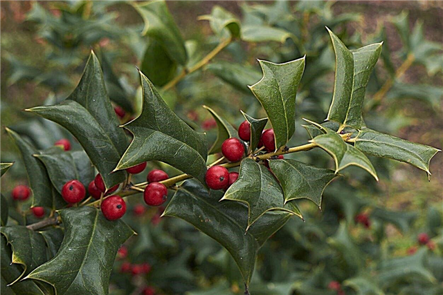 English Holly Facts: Aprenda a cultivar plantas inglesas de azevinho no jardim