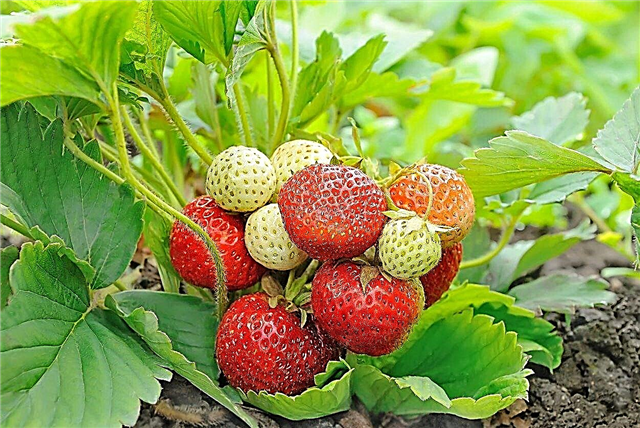 Tumbuhan Strawberry Everbearing: Petua Menanam Stroberi Everbearing