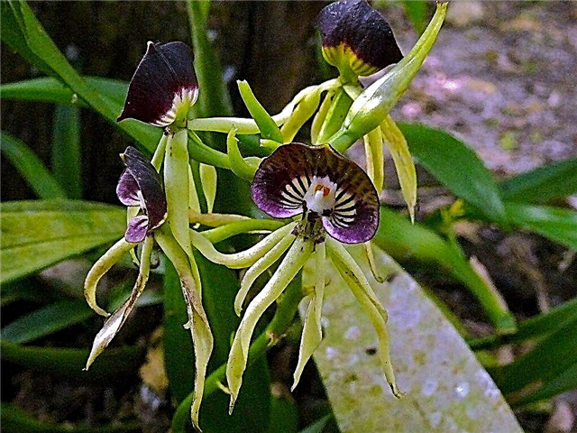Clamshell Orchid Info - Was ist eine Clamshell Orchid Pflanze?