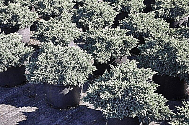 Growing Juniper ‘Blue Star’ - Lär dig mer om Blue Star Juniper Plants